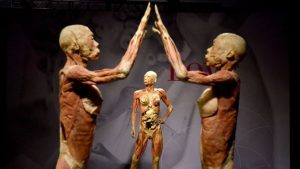 Vypreparovaná ľudské telo na vykazujú telo